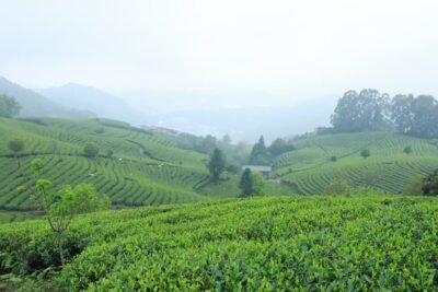 traditional tea fields in East Asia showing the origin of tea culture and natural environment