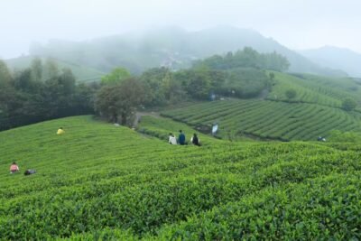 hand harvesting tea leaves in traditional mountain tea gardens