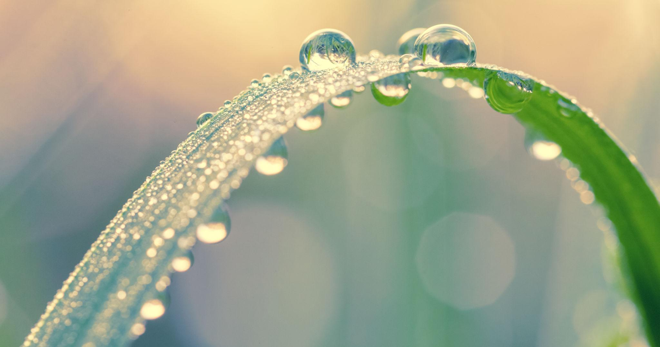 Morning dew droplets on autumn grass in soft golden light