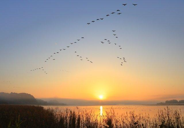 Migrating geese flying over autumn wetlands and distant mountains at sunrise