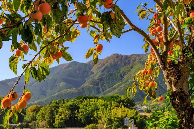 Ripe orange persimmons hanging from a tree among golden autumn leaves with mountains in the background